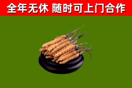 宁洱回收散虫草