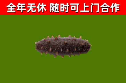 宁洱回收海参干